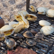 BC clams on grill 9x6