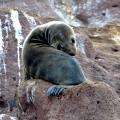 BWE sea lion pup 9x6