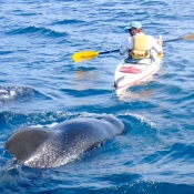 IH:BC kayaker and pilot whales 9x6