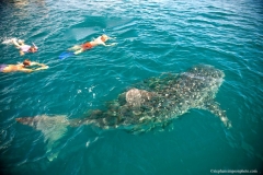 BWE snorkelers with whale shark 9x6