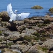 BWE egret on rocks 9x6