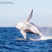 ES humpback whale breach 9x6