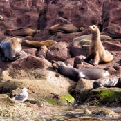 ES:BWE sea lions on rocks 9x6