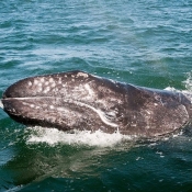 MB whale calf 9x6