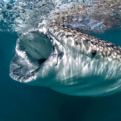 BWE whale shark mouth open 9x6