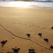 BWE turtles on beach 9x6