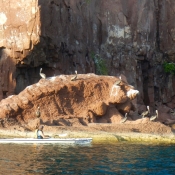 ES single kayak pelicans on rocks 9x6