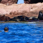 ES snorkelers, sea lions on rocks 9x6