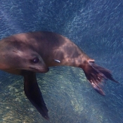 ES:BWE sea lion in sardines 9x6