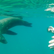 ES:IH sea lion, snorkeler camera 9x6