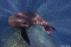 ES:BWE sea lion in sardines 9x6