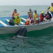 MB calf next to boat