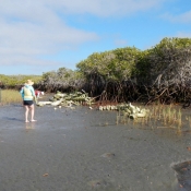 MB whale bones