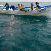 MB adult whale close to boat