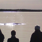 MB whale in front of camp 9x6