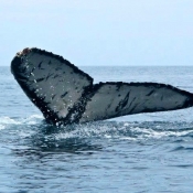 MB:BWE whale tail 9x6