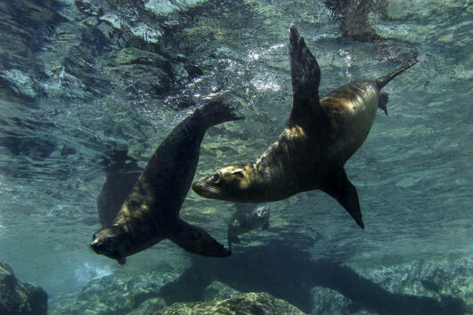 Espiritu Santo Island (7 days)