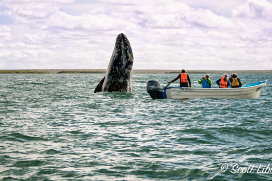 Magdalena Bay Quick Getaway (3 nights)